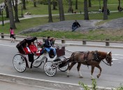 Nueva York avanza hacia la prohibición de los carruajes de caballos: Adams firma orden ejecutiva