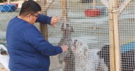El viacrucis de los animalistas en Perú: luchan contra la crueldad humana y la indiferencia gubernamental