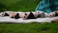 El bebé de panda gigante gris hace su primera aparición en público