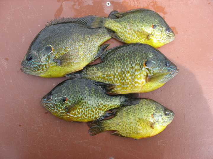 DNR to hold meeting on proposed sunfish bag limit for Rabideau Lake