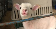 State Fair of Virginia opening Friday promises savings for families, ‘real fun’