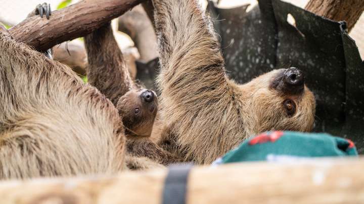 Adorable newborn ‘Beanie’s Baby’ sloth to make its debut at a Pa. zoo