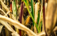 Prohíbe México el uso de 35 moléculas plaguicidas: Son 'altamente peligrosas'