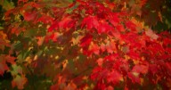 Will Minnesota get a colorful fall? U forestry specialist thinks so