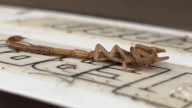 Scorpions are surging in North Texas, causing encounters with humans