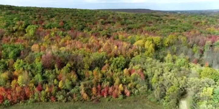 15+: Fall Color Science