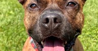 Looking for a home
