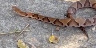 Former KY3 anchor bitten by copperhead snake