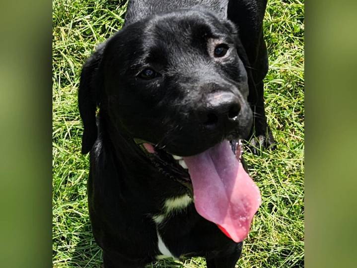 Pet of the Week: Meet March