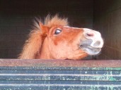 Hysterics at Horse’s Reaction to Meeting a Zebra for First Time 