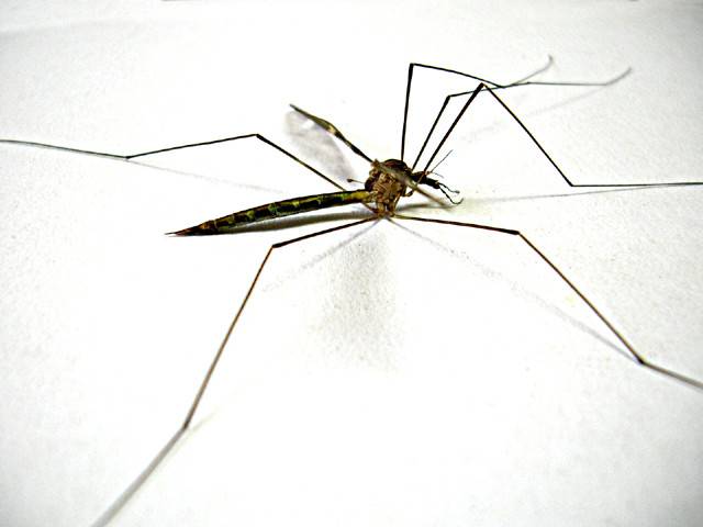 12 anti-dengue workers fired in Rawalpindi for faking attendance