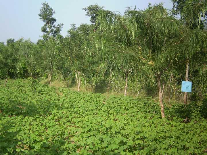 MP Govt To Track Tree Felling, Plantation On MeriLiFEportal First Such Initiative In India