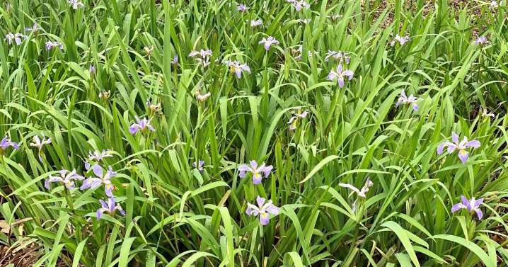Now’s a good time to divide and share irises