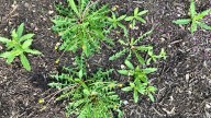 The Popular Gardening Task That May Be Making Your Weed Problem Worse