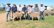 Allendale Merinos 2025 ram sale results, top price and average