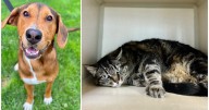 Pets Of The Week: Tira and Cami