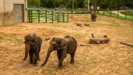 Tulsa Zoo celebrates as Billy and Tina join the herd