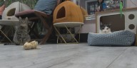 Knoxville cafe finds cats their purr