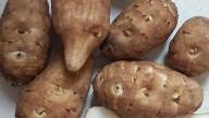 Parece una simple patata, pero es una de las especies invasoras más peligrosas de España y ya está en expansión
