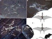 Ya se sabe cómo murieron dos crías de pterosaurio con las alas rotas