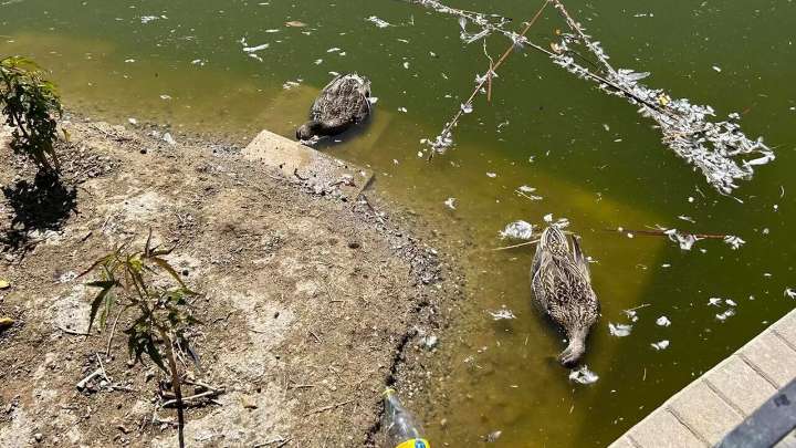 Echan el cierre al Parque de Huelin tras la muerte de 20 aves por si se trata de gripe aviar