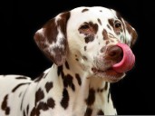 No es por cariño. ¿Por qué tu perro te lame? La verdadera razón revelada por una experta sorprende a más de uno