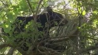 Florida’s December bear hunt draws 100K applications