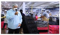 Empresa en Miranda produce 90 mil pollos por día