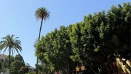 La palmera más alta y longeva de España está en Canarias: mide 40 metros y tiene más de 500 años de edad