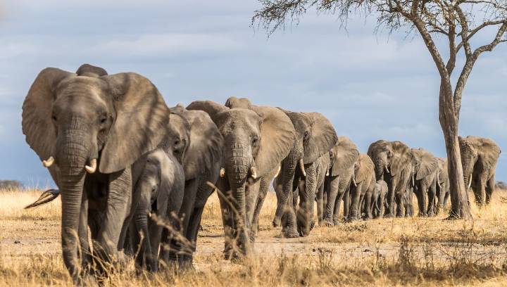 Humans Started Butchering Elephants 1.78 Million Years Ago In Tanzania