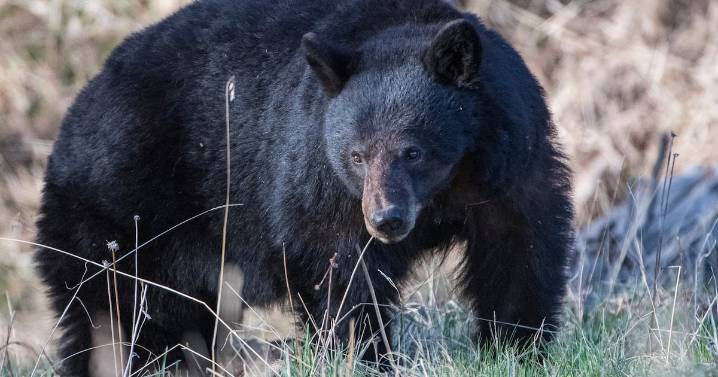 Dad Dies After Bear Attacks Him While He Was on Tractor