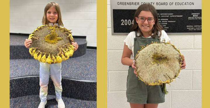 Lewisburg House and Garden Club Announces Largest Sunflower Contest Winners and New Grand Prize!