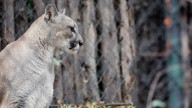Puma atacó a niña de 11 años durante paseo familiar en Parque Pumalín en Chaitén