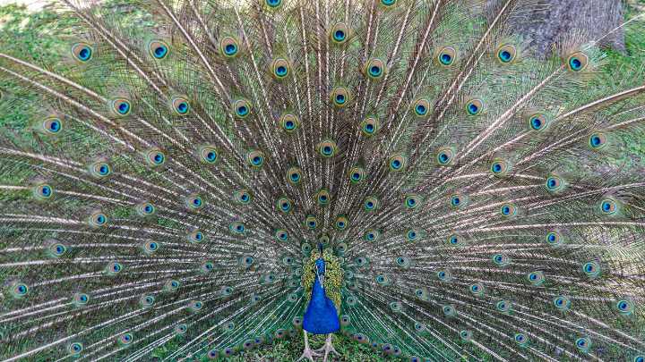 Crece la preocupación por la gripe aviar: encuentran tres pavos reales muertos en el Alcázar