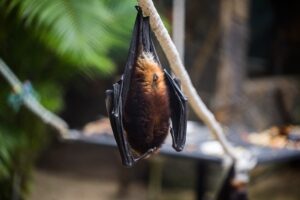Rabid bat found in Lemhi County