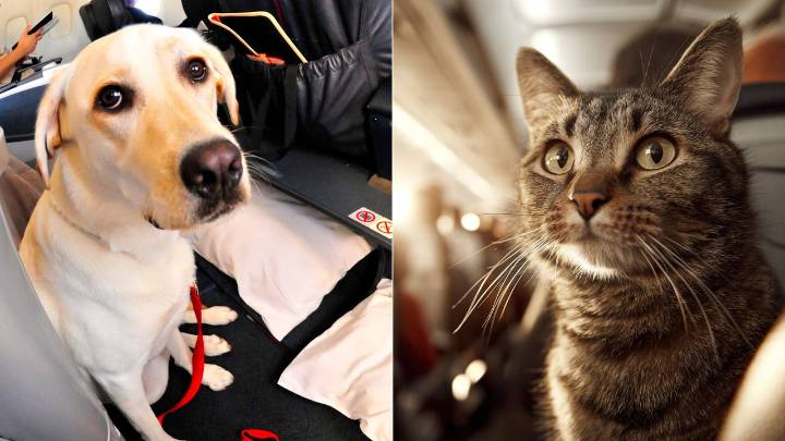 Colombia avanza en protección para mascotas que viajan en aviones: estos son los estándares globales que el país pidió a agencia de aviación de la ONU