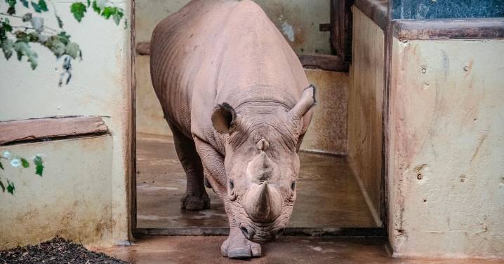 Paignton Zoo announces death of 'beloved' animal
