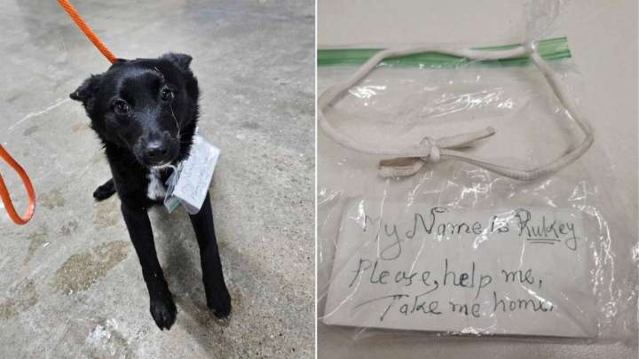 Michigan Dog Found With A Plea For Help Written By Someone Who Still Loved Her