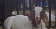FFA students bring agriculture to the heart of Arlington