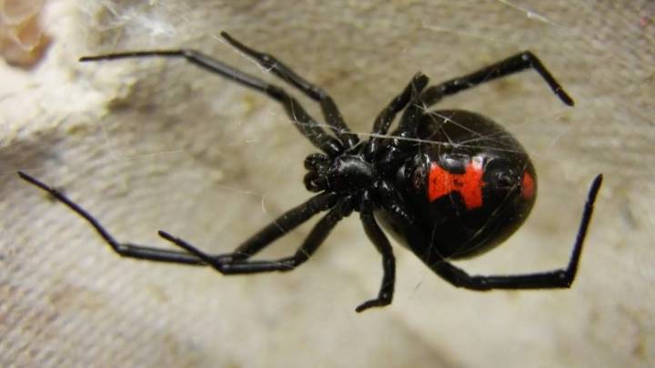 Trae lluvias a la ‘Viuda Negra’; buscan arácnidos lugares cálidos
