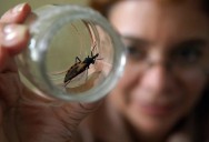 Detectan insecto del Chagas en Colorado y alertan sobre riesgo de contagio