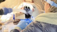 Alaska Zoo polar bear gets a root canal