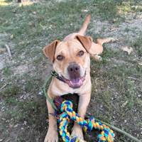 No adoption fees for dogs 1 year and older at Kentucky Humane Society this weekend