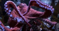 Beloved SoCal octopus will spend her final days caring for eggs that will never hatch