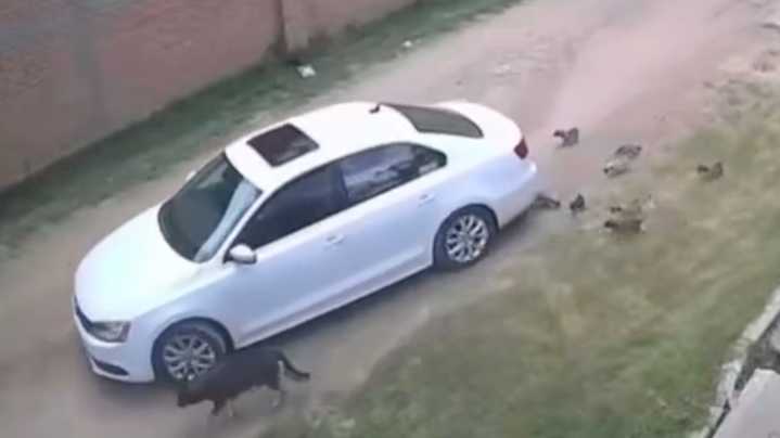 Exhiben a Conductor que Abandonó a una Perrita con sus Cachorros en Aguascalientes