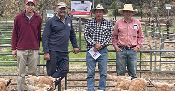 Narrandera first-cross ewe sale, September 16, 2025