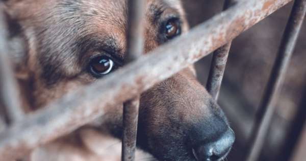La condena a dos hermanos por crueldad animal destapó otros casos que indignaron a Salta
