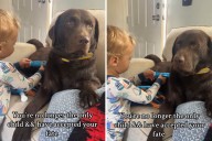 Laughter As Dog Quietly Accepts He's No Longer the Only Child: 'Defeated'