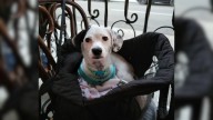 California Owner Uses Second DNA Test Just To Clear Up Dog’s Heritage And Stop Drama