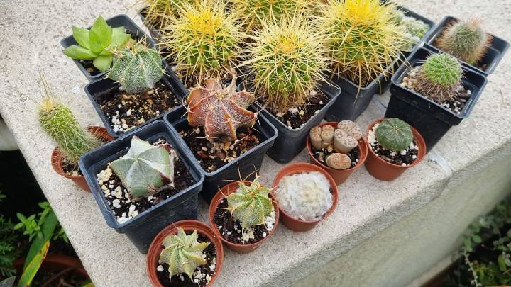 Cactus y otras plantas que lo parecen y no lo son